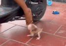 Daddy Loss Care Baby Monkey Till Accident