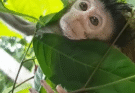 The poor baby monkey is struggling to suckle because he has never drunk milk before