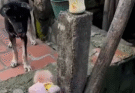 OMG…Poor Baby Monkey Run Fast From Big Puppy Attack