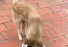 Oh No…Where Mommy? Please Help Baby Monkey From Big Puppy