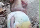 Rescue poor newborn baby monkey mom pass away after gave a birth
