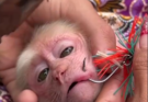 Kindly New Mom To Recuse Twin Newborn Baby Monkey From Poor