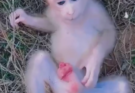 Pity Newborn Baby Monkey Very Tired Till Close Eye Drink Milk