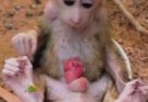 Deeply Pity, Twin Newborn Baby Monkey Are Very Sad Wild Getting